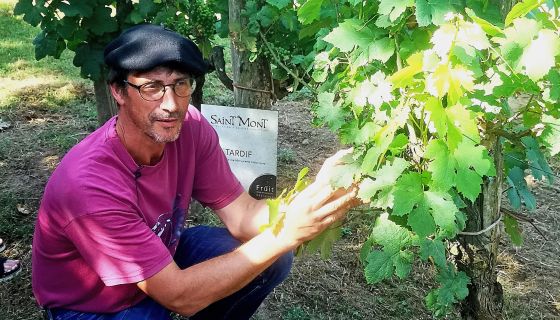 Eric Fitan pointing out one of the two Tardif vines in Pédebernade