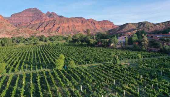 Yokich's vine nursery in the Cinti Valley