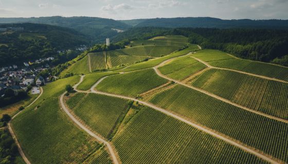 Gräfenberg vineyard in Kiedrich in Rheingau