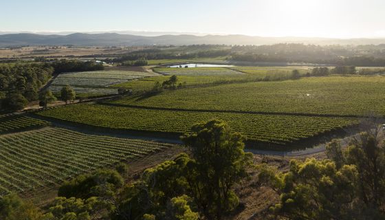 House of Arras vineyards