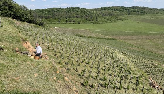 Károly Barta among the younger vines of the Öreg-Király vineyard
