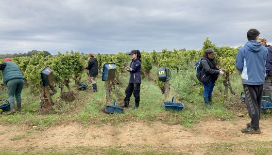 Picking botrytised grapes at Château Climens in Barsac