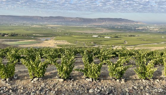 terraced bush-vine Grenache in WeatherEye vineyard