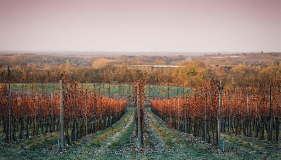 Westwell Wines vineyard in autumn