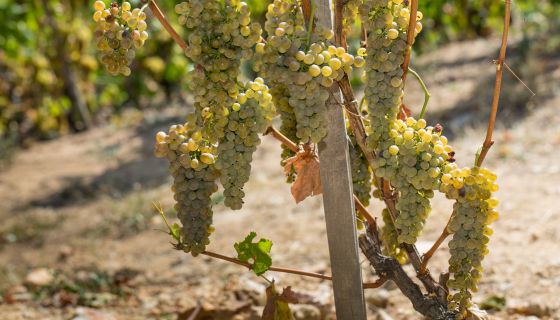 Viognier grapes in Condrieu © Bernard Favre