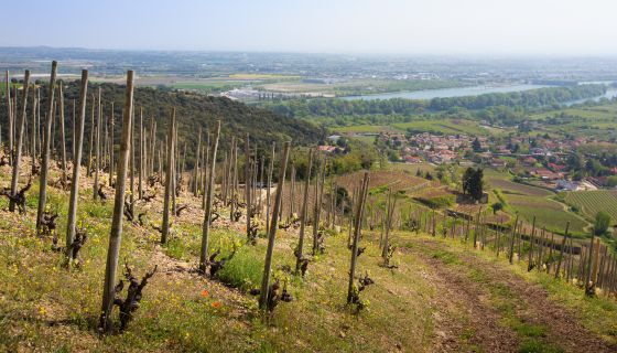 River Rhône viewed from Cornas vineyards © Bernard Favre