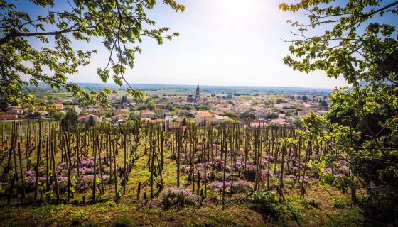 Cornas view © Bernard Favre