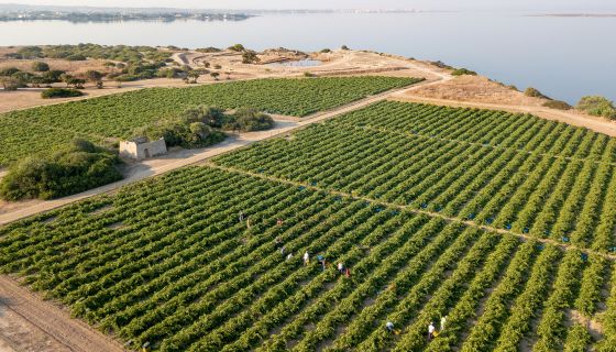 Tasca d'Almerita vineyards