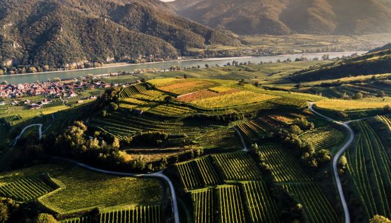 Grüner Veltliner in Kollmütz