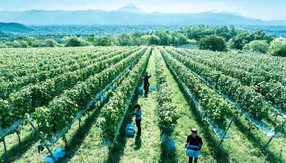 Suntory Tomi no Oka Winery