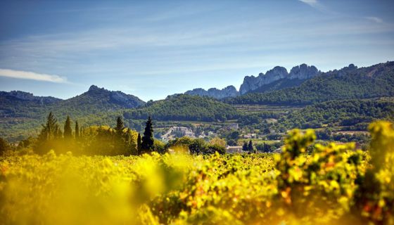 Gigondas vineyards from Santa Duc winery