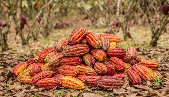cacao in the wild