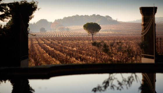 Ch de Beaucastel vineyards in winter