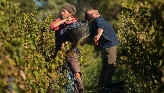 Hervesters in the vineyard at Domaine Richaud in Cairanne