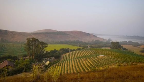 Haliotide - foggy landscape