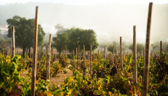 Quinta da Vinha dos Padres