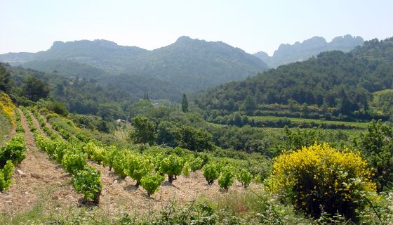 Old-vine Clairette at Château de St-Cosme