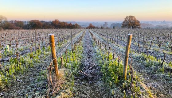 Famille Lieubeau Muscadet vineyards in winter