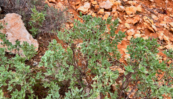 Wild sage in the rocky soils of Cabardès