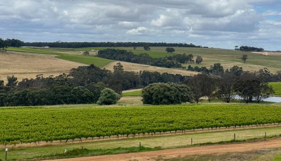 Vineyard landscape at West Cape Howe in the Great Southern region
