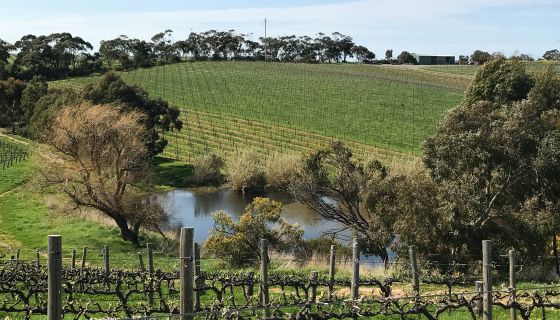 The Chase vineyard of Ministry of Clouds 