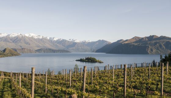 Rippon vineyard