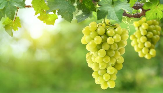 White wine grapes from Shutterstock