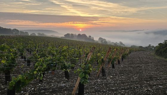 the dawn of wine in Normandy