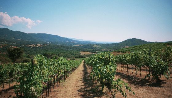 Vineyards of Domaine Vaccelli on Corsica
