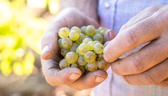 bunch of California Riesling