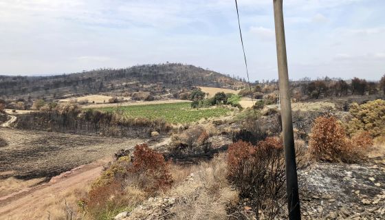 Corbieres - vineyard island