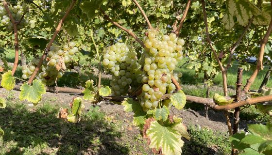 Erbamat grapes