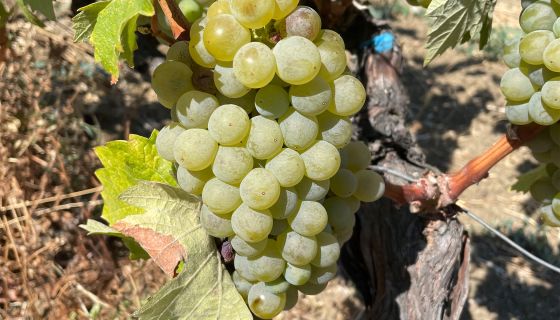 A bunch of green Kolorko grapes on the vine in Türkiye