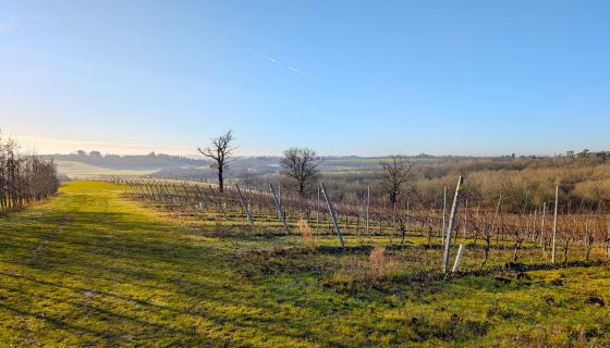 Missing Gate vineyard in Crouch Valley