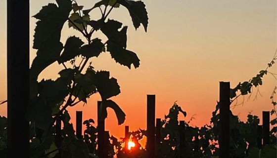 sunset through vines by Robert Camuto on Italy Matters Substack