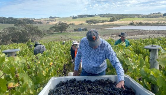 Brian Croser at Foggy Hill harvest 2026