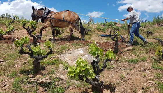  Juan Carlos Sancha in the Cerro la Isa vineyard with mule