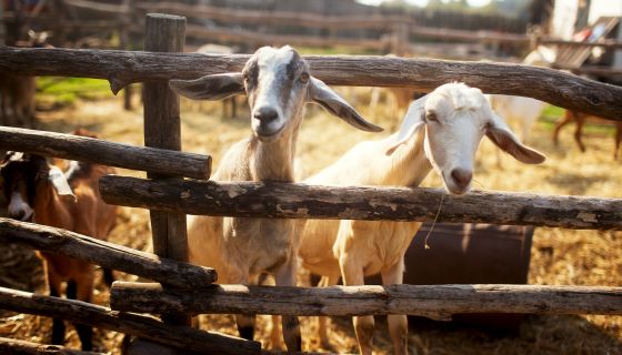 goats