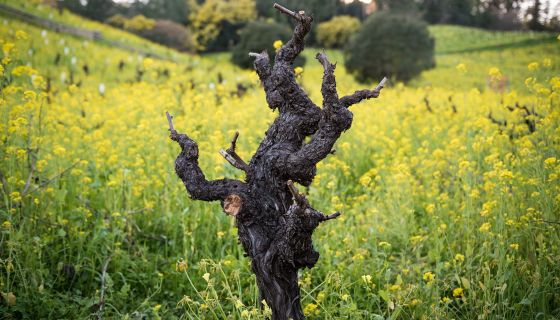 old Zin vine at Dry Creek Vineyard