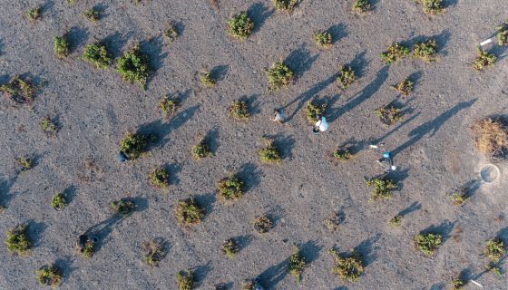 Sigalas Monachogios vineyard