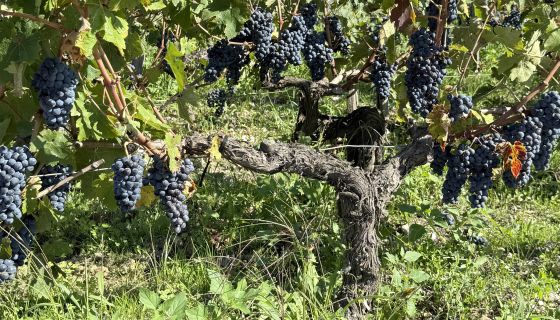 Cabernet Sauvignon at Ch Montrose 18 September 2025