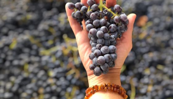 Angela Osborne holds a cluster of Grenache