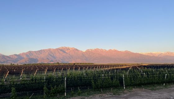 Malbec vines with the Andes in the background