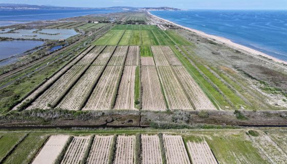 Domaine de Vassal vine collection; photo by Louise Hurren