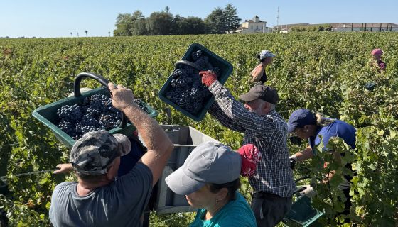 2025 harvest at Ch Montrose