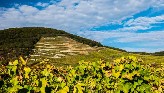 Öreg Király vineyard, Mád