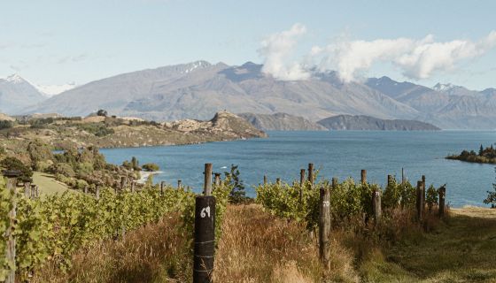 Rippon vineyards