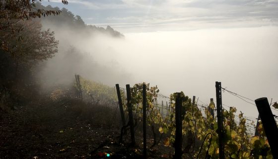 Vetter vineyard in the fog