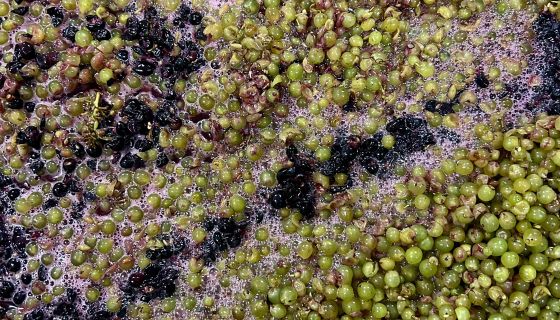 Wein Goutte fermenting grapes