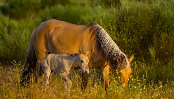 Rewilding Portugal - semi-wild Sorraia mare and foal